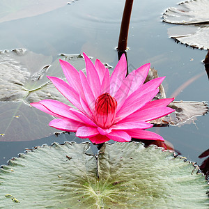 pink 莲花美丽环境公园叶子冥想卡片植物群池塘植物荷花图片