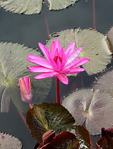 pink 莲花公园环境池塘花瓣卡片异国植物群反射美丽树叶图片