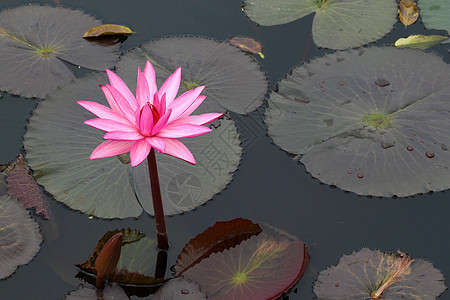 pink 莲花叶子热带卡片美丽植物群树叶公园异国冥想荒野图片