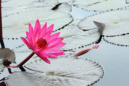 pink 莲花荷花植物学季节植物情调美丽卡片百合叶子植物群图片