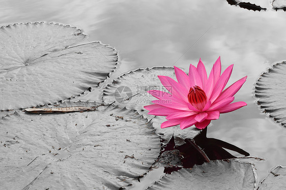 pink 莲花公园反射植物群卡片植物叶子热带百合环境异国图片
