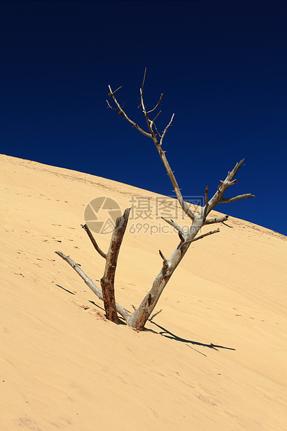 沙漠中的死树植物沙丘地平线阴影蓝色橙子干旱松树阳光气候图片