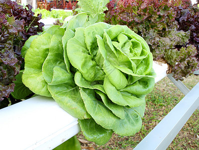 不需要用地种植的植物类蔬菜水培园艺材料饮食叶子技术食物栽培生产培育图片