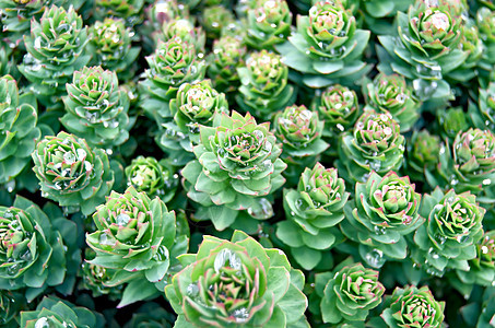 Rhodiola 玫瑰纹理图片