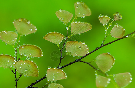 Fern 植物覆盖天然林的地表绿色植物森林阴影丛林生活场地蕨类衬套特写树木图片