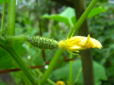 黄瓜和叶子的花朵树叶果菜园水果葫芦食品营养成长植物园艺农作物图片