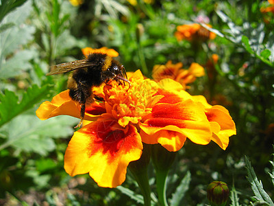 大黄蜂在一朵挂着标签的花上昆虫明信片树叶生活绅士花瓣季节植物黑色花蜜图片