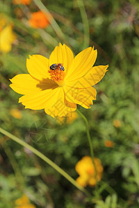 黄色宇宙花朵和蜜蜂昆虫图片