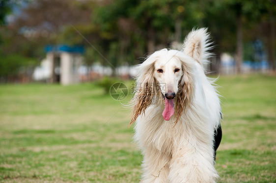 阿富汗猎犬狗绿色犬类小狗猎犬冒充哺乳动物宠物动物白色公园图片