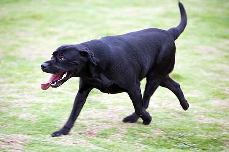 拉布拉多犬跑狗绿色犬类跑步哺乳动物速度黑色草地恶意韧性健康图片