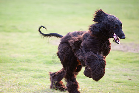 阿富汗猎犬跑狗动物草地犬类宠物哺乳动物跑步小狗韧性朋友头发图片