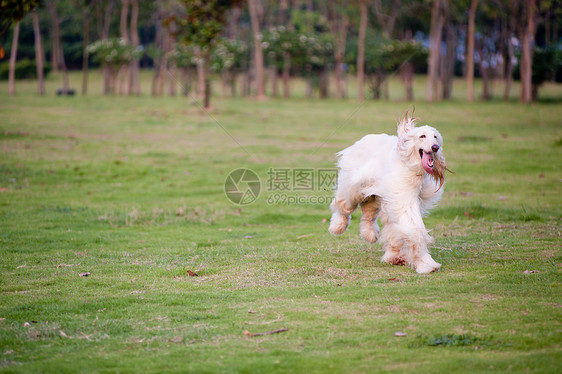 阿富汗猎犬跑狗韧性犬类草地小狗伴侣跑步头发白色动物哺乳动物图片