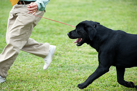 师傅玩他的狗跑步运动竞赛动物绿色男性犬类饲养员伴侣草地图片