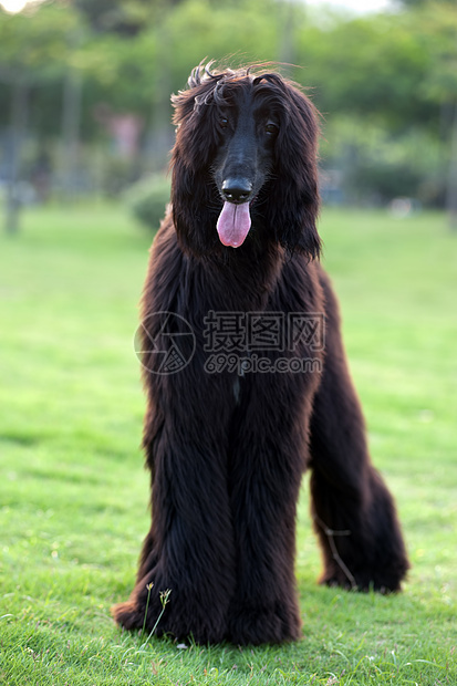 黑猎犬狗冒充宠物动物小狗公园猎犬草地犬类哺乳动物黑色图片