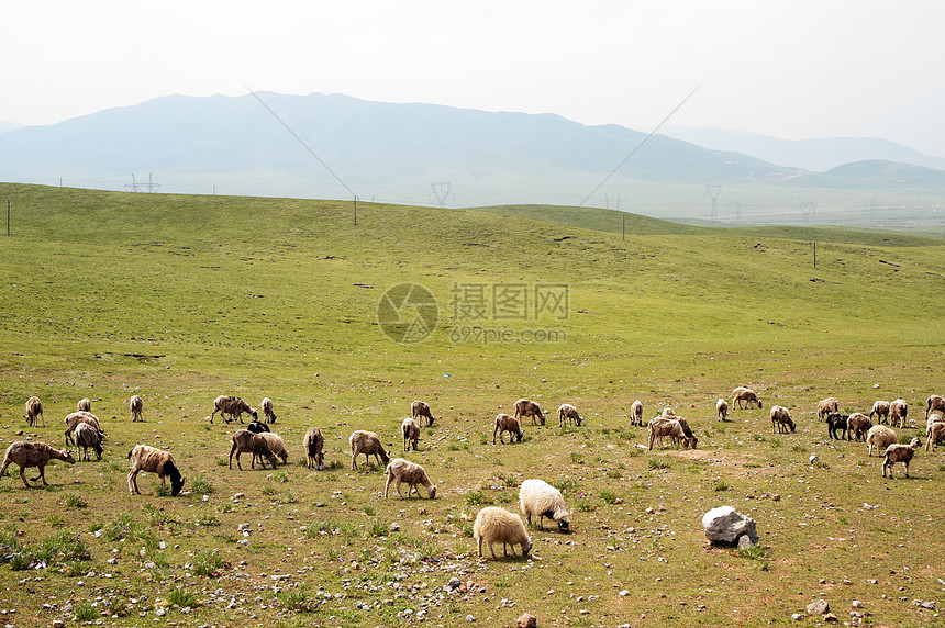 草地的山羊团体场景农场牧场白色草原风景农田图片