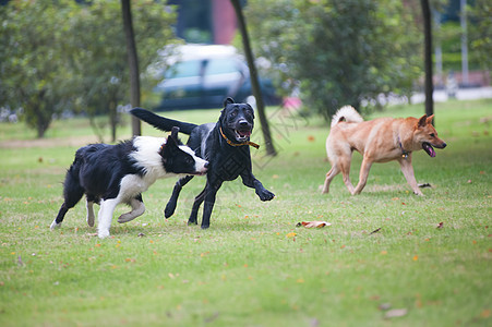 正在运行的狗狗黑色赛车宠物草地动物血统犬类边界哺乳动物活动图片