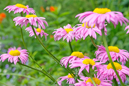 自然背景上的粉红色花朵图片