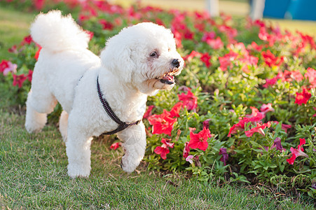 贵宾犬公园绿色哺乳动物小狗冒充花园白色水平宠物犬类图片