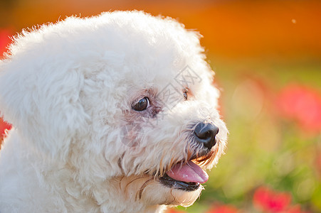 贵宾犬伴侣绿色冒充草地小狗宠物犬类血统白色图片