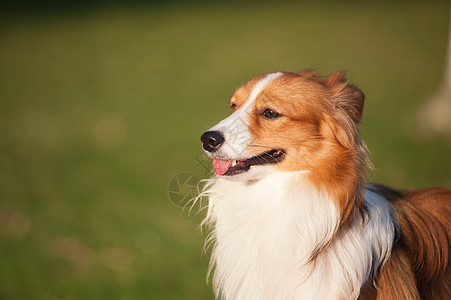 站立狗狗杂交种宠物花园犬类哺乳动物小狗草地图片