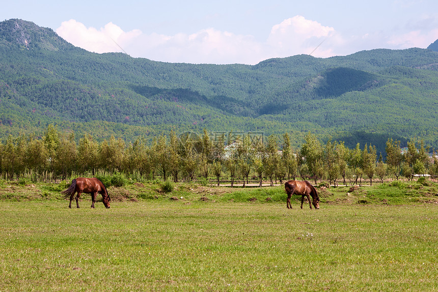 两匹马在草地上放牧牧场马匹动物森林草原农村农田团体农场场地图片