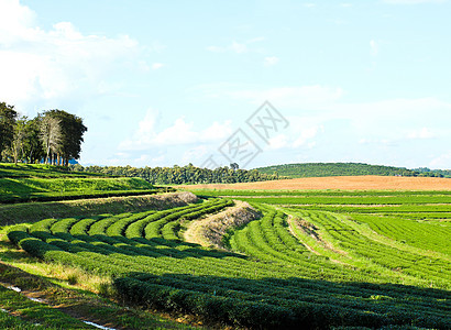 泰国北部Chiang Rai省茶叶种植模式泰国北部场地花园场景农村叶子蓝色生长爬坡农场热带图片