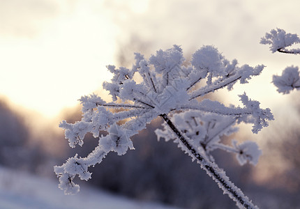 冬季风景蓝色白色森林树木仙境雪堆雪花天空旅行季节图片