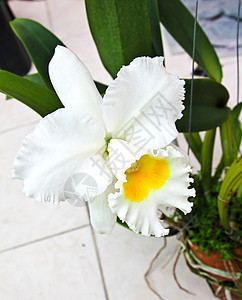 白果园兰花异国热带情调花瓣叶子生态绿色白色美丽植物图片