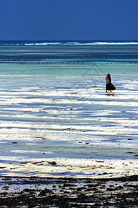 桑给巴尔的马赛马萨海草蓝光藻类海滩反射蓝色图片
