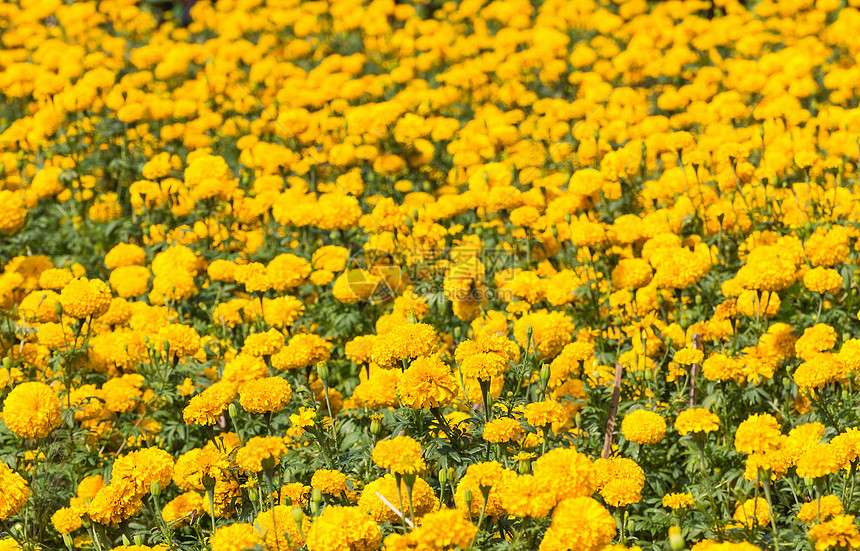 立形字段花园植物明信片金子快乐橙子花粉植物学植物群阳光图片