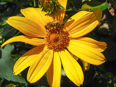 黄甘菊上的蜜蜂图片