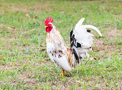 白班坦动物农场场地脚鸡草地鸡冠公鸡家禽母鸡宠物图片