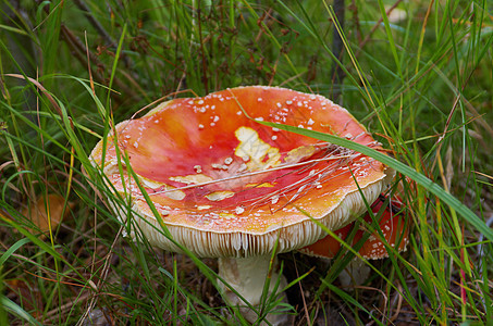 Amanita 有毒蘑菇侏儒宏观魔法药品危险红色苔藓荒野生物学季节图片