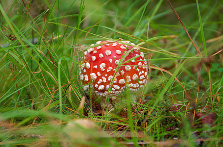 Amanita 有毒蘑菇菌类绿色生物学森林魔法危险季节药品宏观侏儒图片