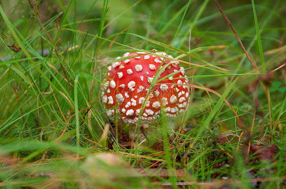 Amanita 有毒蘑菇菌类绿色生物学森林魔法危险季节药品宏观侏儒图片