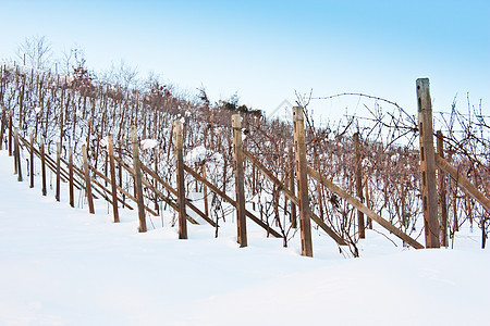 托斯卡纳 冬天的酒厂水果国家酒庄场地自然农村种植园藤蔓农场休息图片