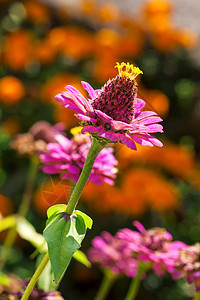 粉色锌生长黄色叶子花园植物群花瓣宏观季节性植物学植物图片