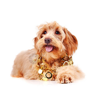 金首饰装饰的装饰性蜜蜂狗乐趣宠物贵宾褐色犬类动物棕色快乐小狗幸福图片