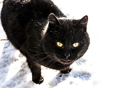 雪中黑猫宠物胡须捕食者荒野哺乳动物毛皮耳朵白色眼睛黑色图片