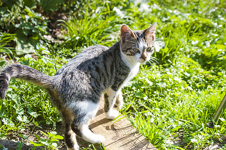 猫玩耍无家可归的猫荒野孤独毛皮动物街道宠物白色哺乳动物小猫流浪背景