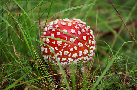 Amanita 有毒蘑菇生长生物学森林魔法绿色季节药品危险菌类红色图片