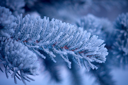 芽树上的冬霜天气宏观墙纸季节云杉太阳场景木头雪花针叶图片