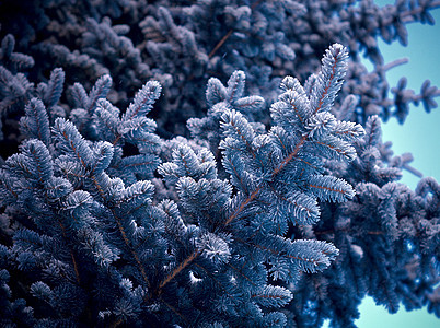 芽树上的冬霜场景雪花松树天气宏观墙纸雪堆木头季节太阳图片