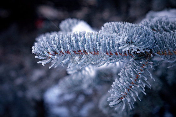 芽树上的冬霜云杉松树场景针叶天气木头宏观枞树太阳雪花图片