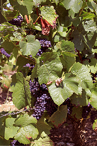 一群葡萄水果汁白色栽培发酵食物红色柚子美酒藤蔓收成图片