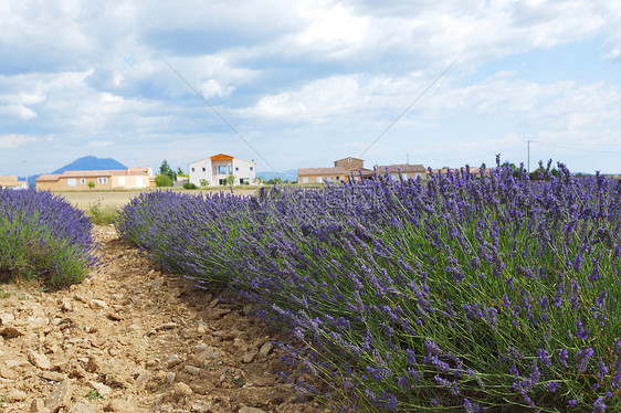 淡紫地花朵植物农场疗法香味风景天空场地芳香线条图片