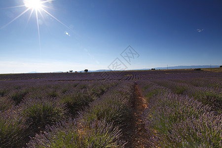 淡紫地花朵场地线条植物疗法农田风景收成农村农场图片