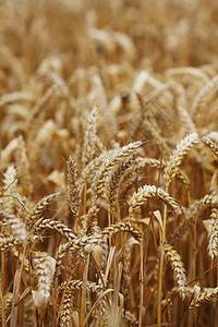小麦生长田地上小麦特写晴天金子大麦农田天空面包食物农业种子稻草背景