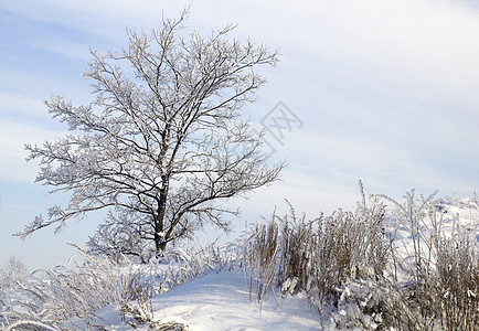 在雪树上与蓝天对立 冬天的景象冻结降雪天空木头寒意寒冷风景季节雪景荒野图片