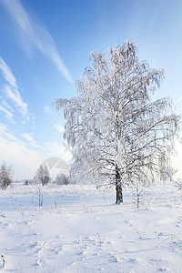 在雪树上与蓝天对立 冬天的景象木头荒野农村桦木风景场景冬令雪景寒冷天空图片